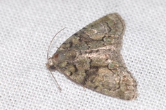 Cryphia pallida