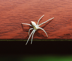 Philodromus auricomus