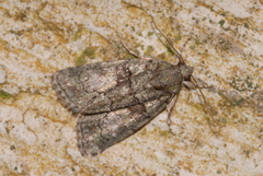 Cryphia pallida