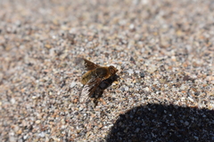 Thyridanthrax semitristis