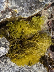 Ahnfeltiopsis concinna