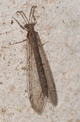 Neuroleon distichus