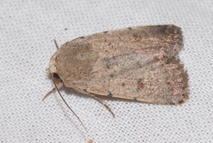 Caradrina aspersa