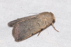 Caradrina aspersa