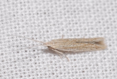 Coleophora texanella