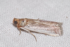 Denticera divisella