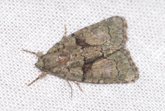 Cryphia pallida