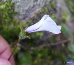 Mazus radicans
