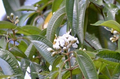 Miconia schlimii