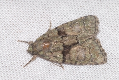 Cryphia pallida