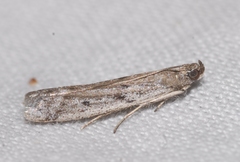 Phycitodes albatella