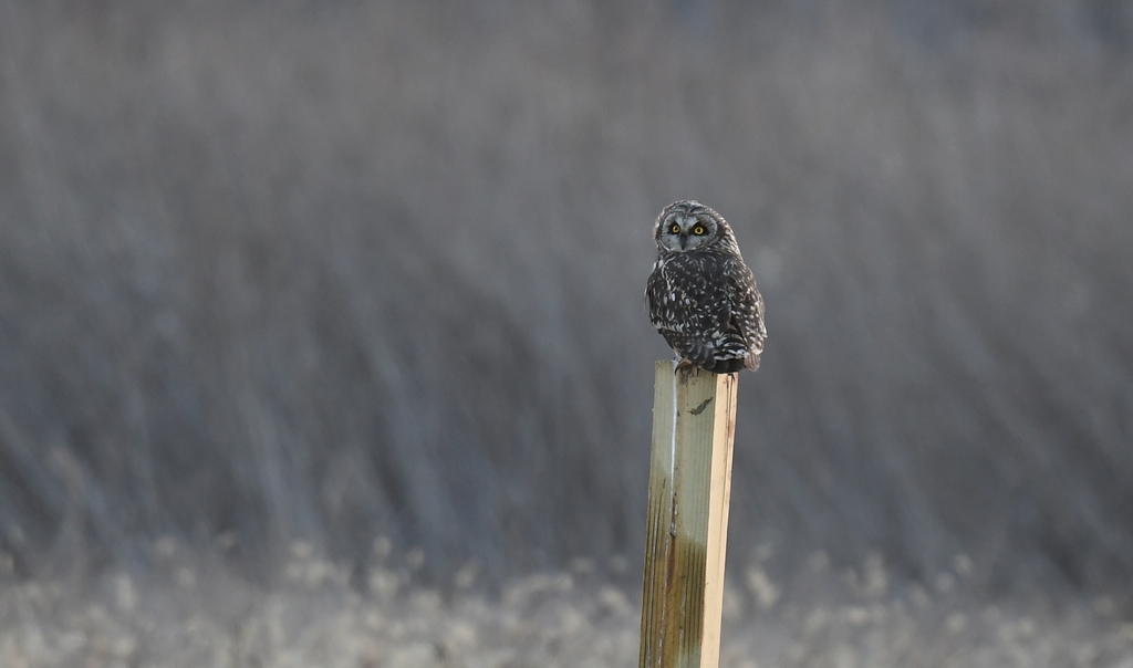 Shorteared Owl from Riverlands Migratory Bird Sanctuary, West Alton