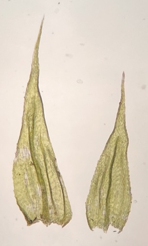 Brachytheciastrum velutinum