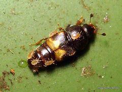 Carpophilus hemipterus