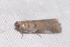 Acrobasis fallouella