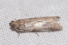 Acrobasis fallouella