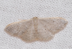 Idaea predotaria