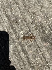 Neoscapteriscus borellii