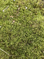 Sciuro-hypnum reflexum