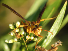 Polistes flavus