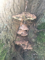 Ganoderma applanatum
