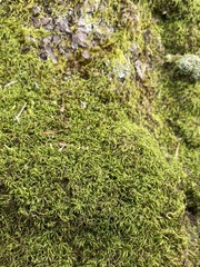 Sciuro-hypnum reflexum