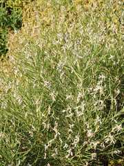 Genista acanthoclada