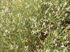 Genista acanthoclada