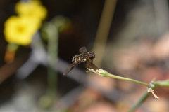 Chrysanthrax semilugens
