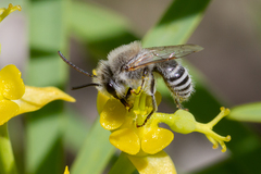 Colletes moricei