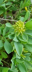 Acicarpha bonariensis