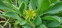 Acicarpha bonariensis
