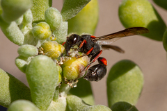 Leptochilus cruentatus