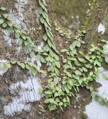 Codonanthopsis