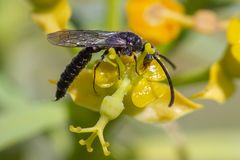 Poecilotiphia gracilis