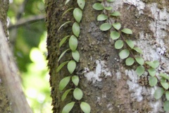 Codonanthopsis