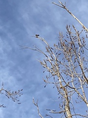 Falconiformes