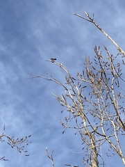 Falconiformes