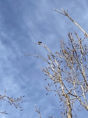 Falconiformes