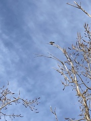 Falconiformes