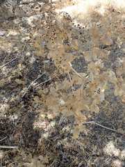 Smyrnium creticum