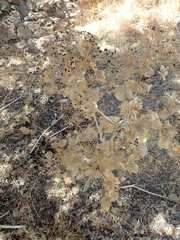 Smyrnium creticum