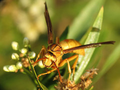 Polistes flavus