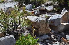 Liolaemus austromendocinus