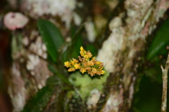 Trichocentrum pumilum