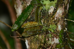 Trichocentrum pumilum