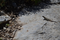 Liolaemus austromendocinus