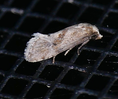 Platphalonidia