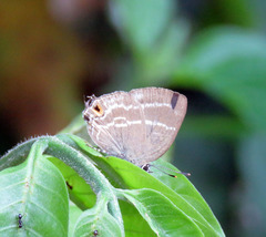 Cupathecla cupentus