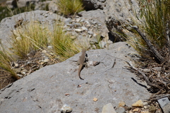 Liolaemus austromendocinus